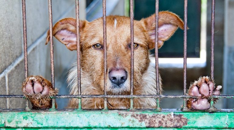 brasilia-ganha-primeira-delegacia-para-animais-foto-amaya-eguizabal-pixabay